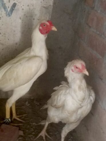 Heera Aseel Pair 03245757444