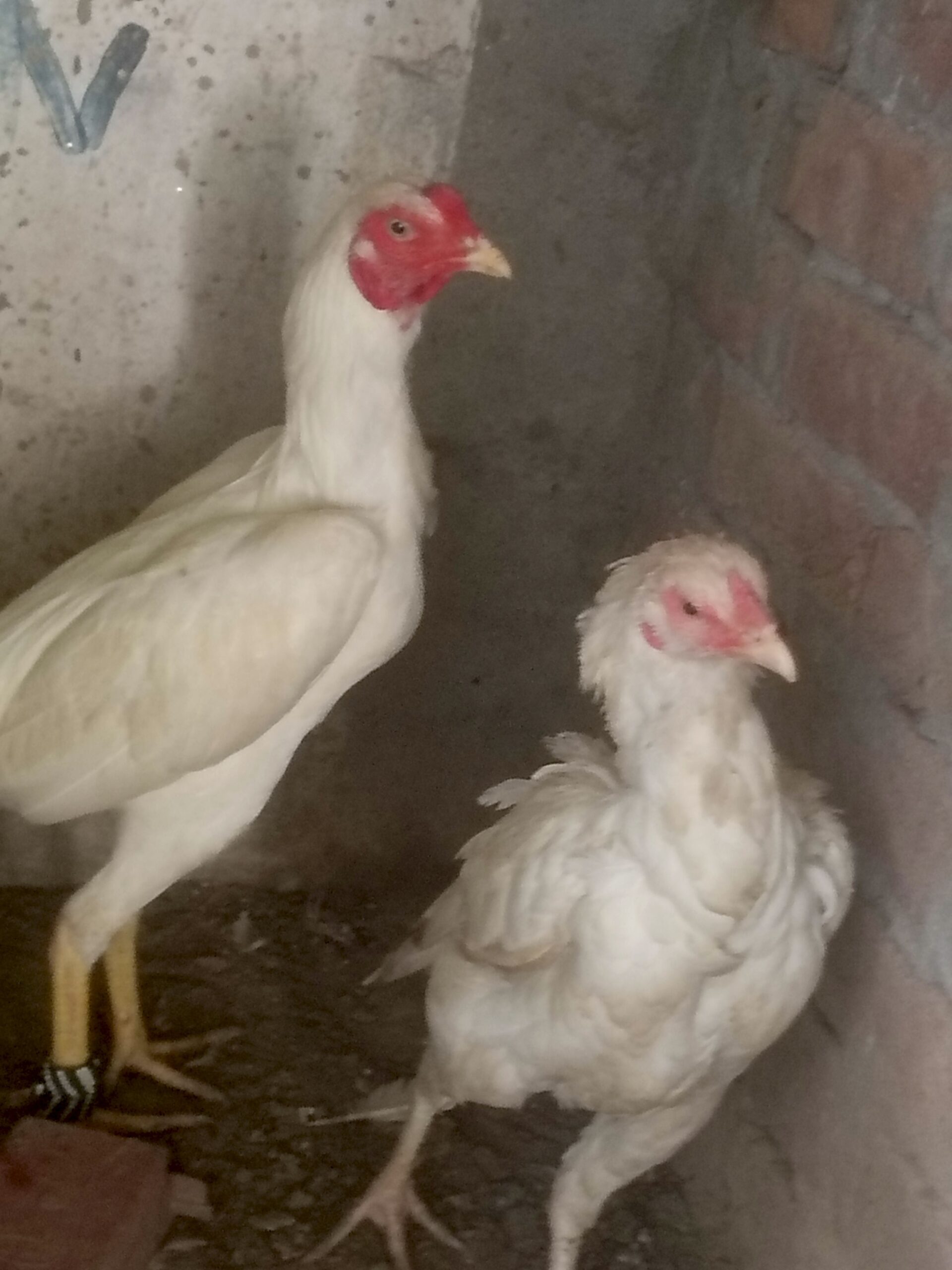 Heera Aseel Pair 03245757444