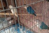Lovebirds and java