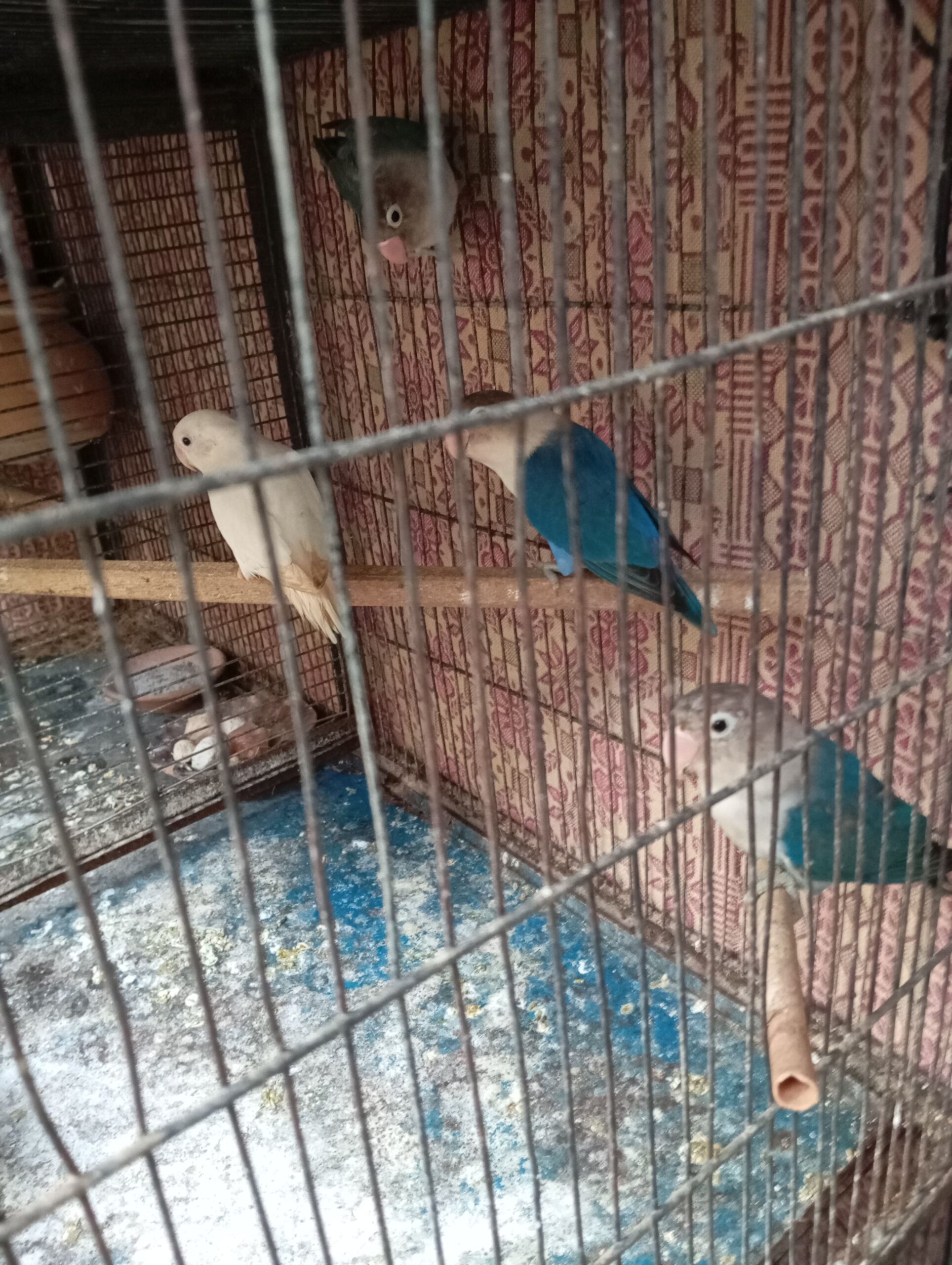 Lovebirds and java