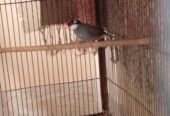 Lovebirds and java