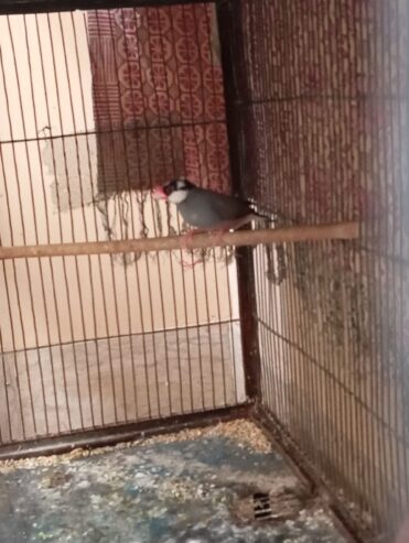 Lovebirds and java