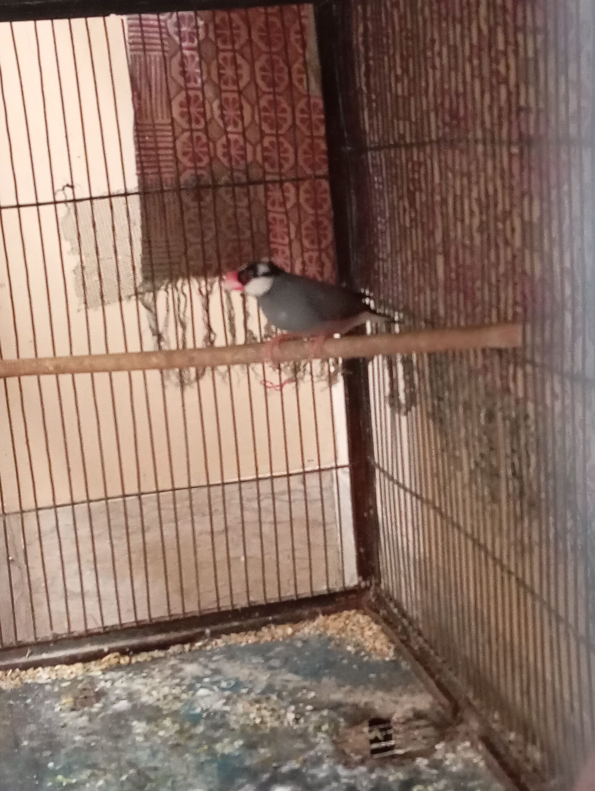 Lovebirds and java