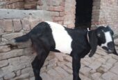 Pahty for sale 03355034314