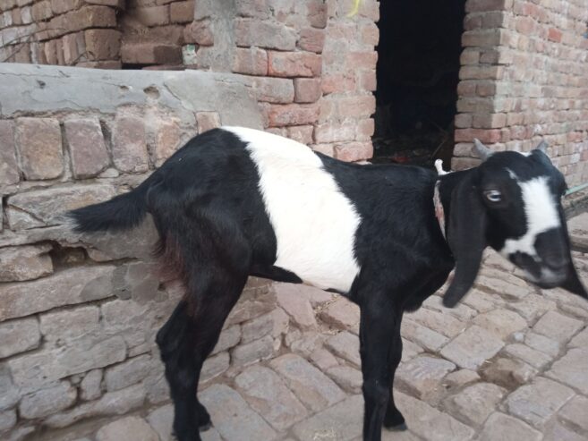 Pahty for sale 03355034314