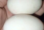 Eggs