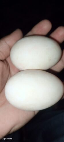 Eggs