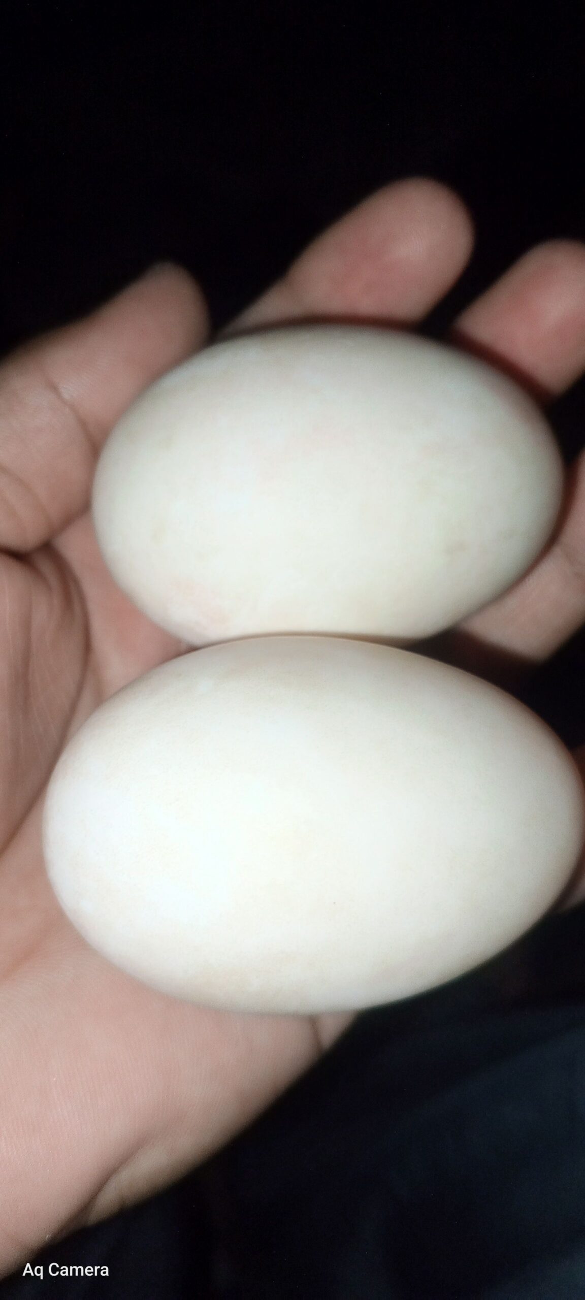 Eggs
