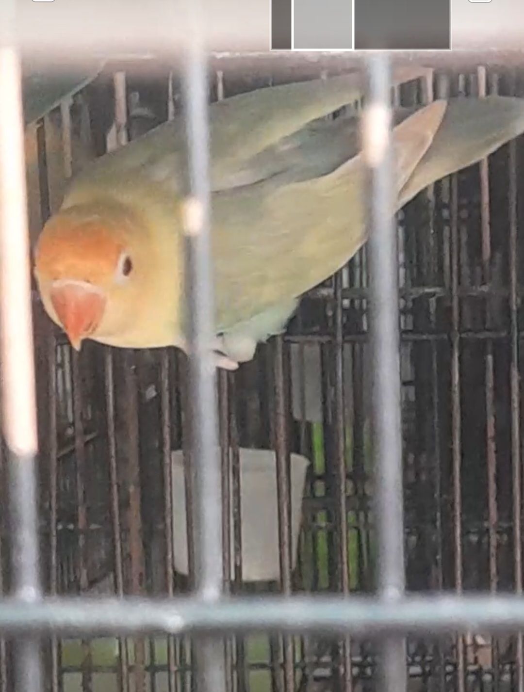 Parblue palefallow split opaline