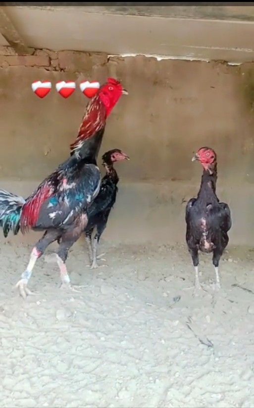 Tarat pakoya