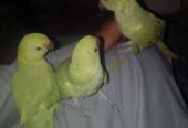 Khata parrots