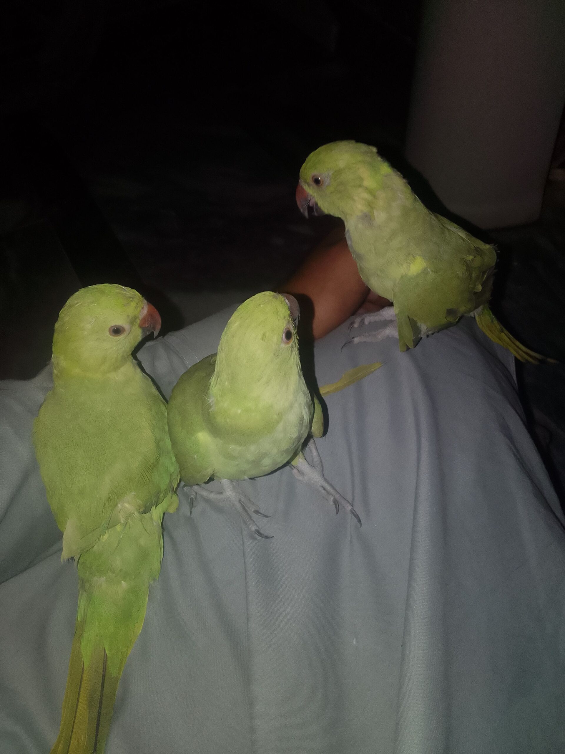 Khata parrots