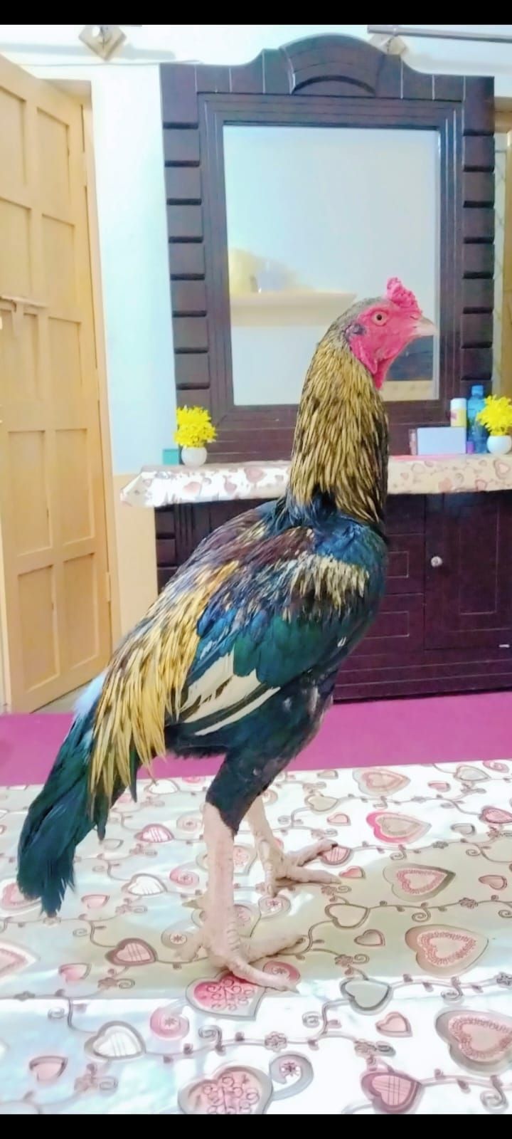 Aseel murga