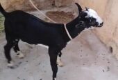 Zero size kodu tedy male chamba face