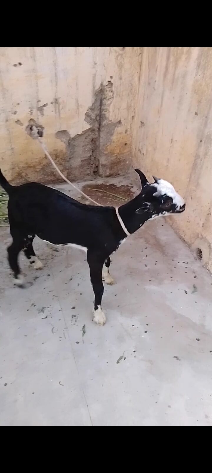 Zero size kodu tedy male chamba face
