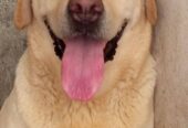 British Labrador Female Pedegiree PKC