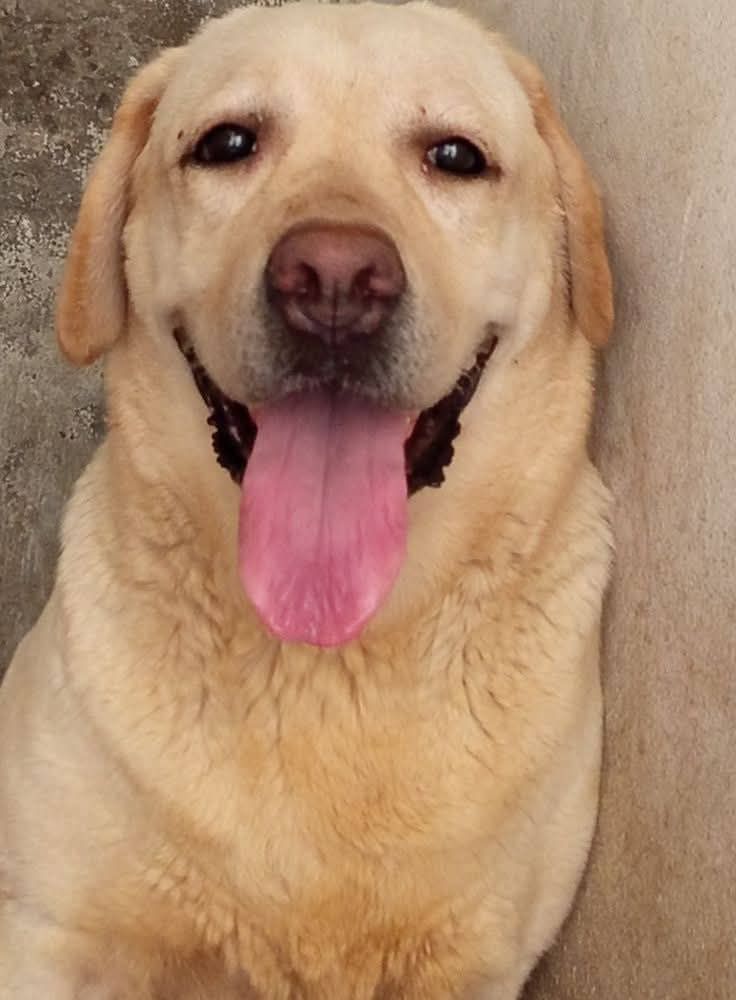 British Labrador Female Pedegiree PKC