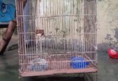 Cage sale good condition