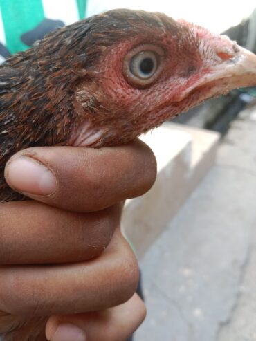 Pure Mianwali Breeder Aseel hen/Murgi