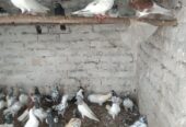 Pigeons urgent sale