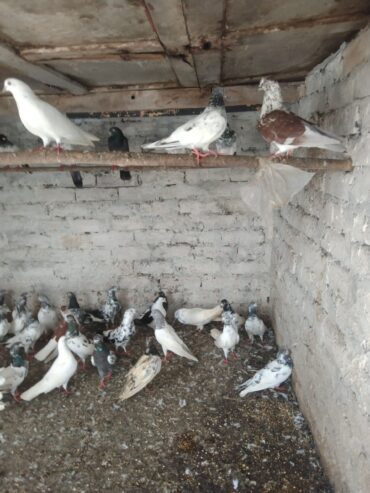 Pigeons urgent sale