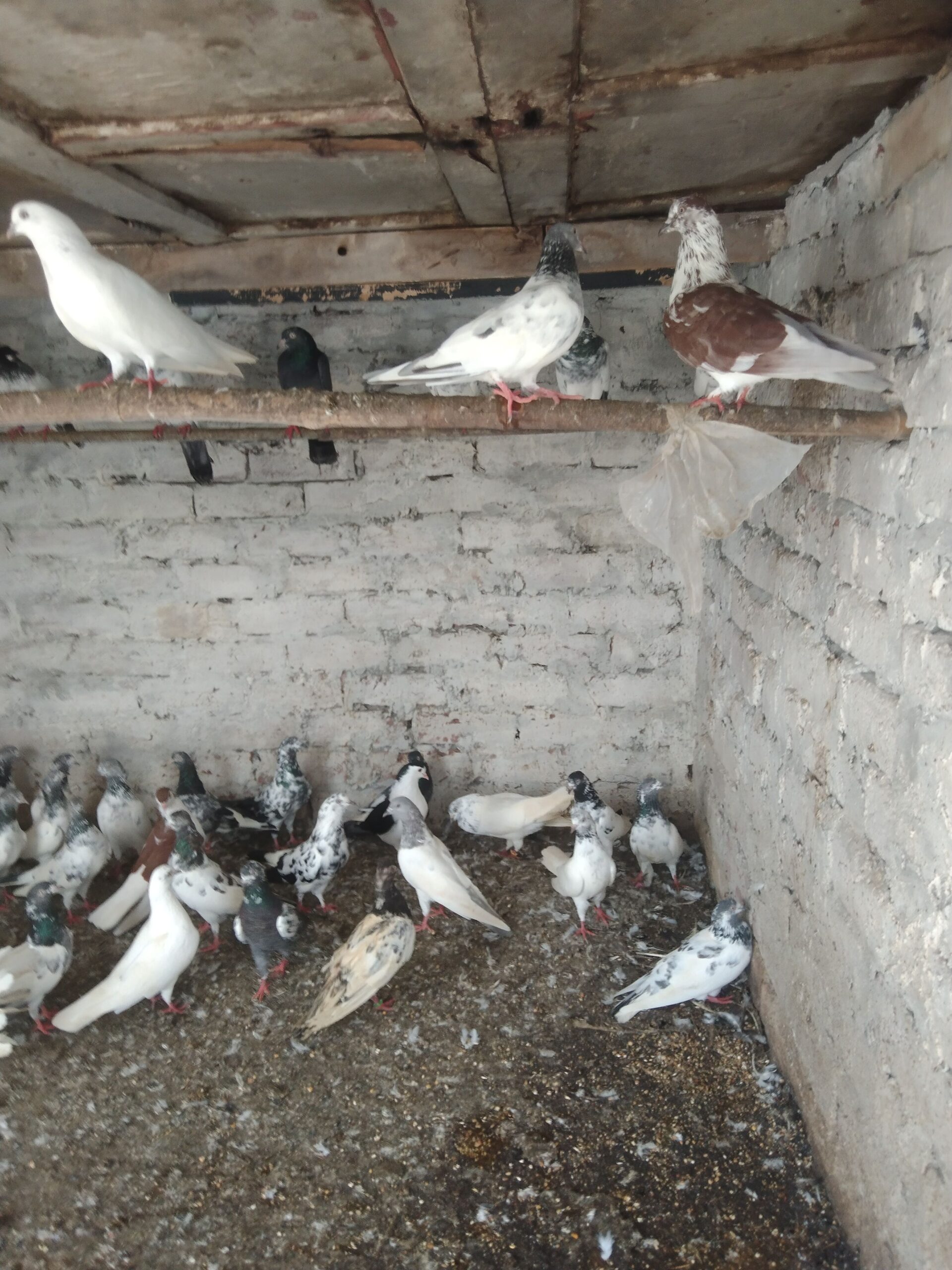 Pigeons urgent sale