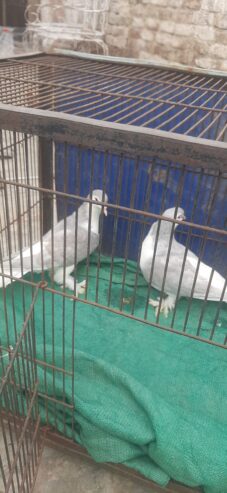 Home peigon