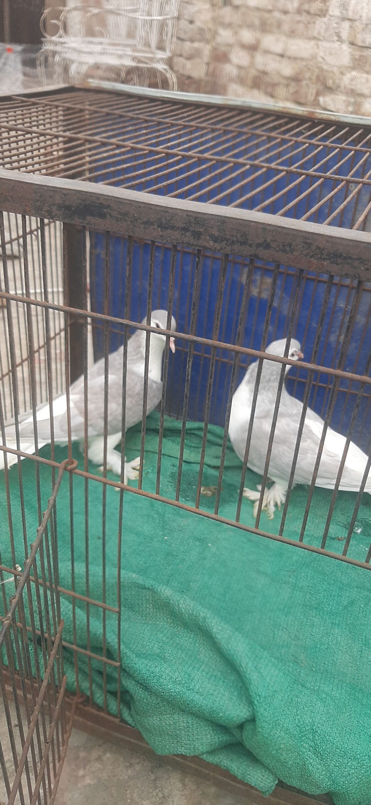 Home peigon