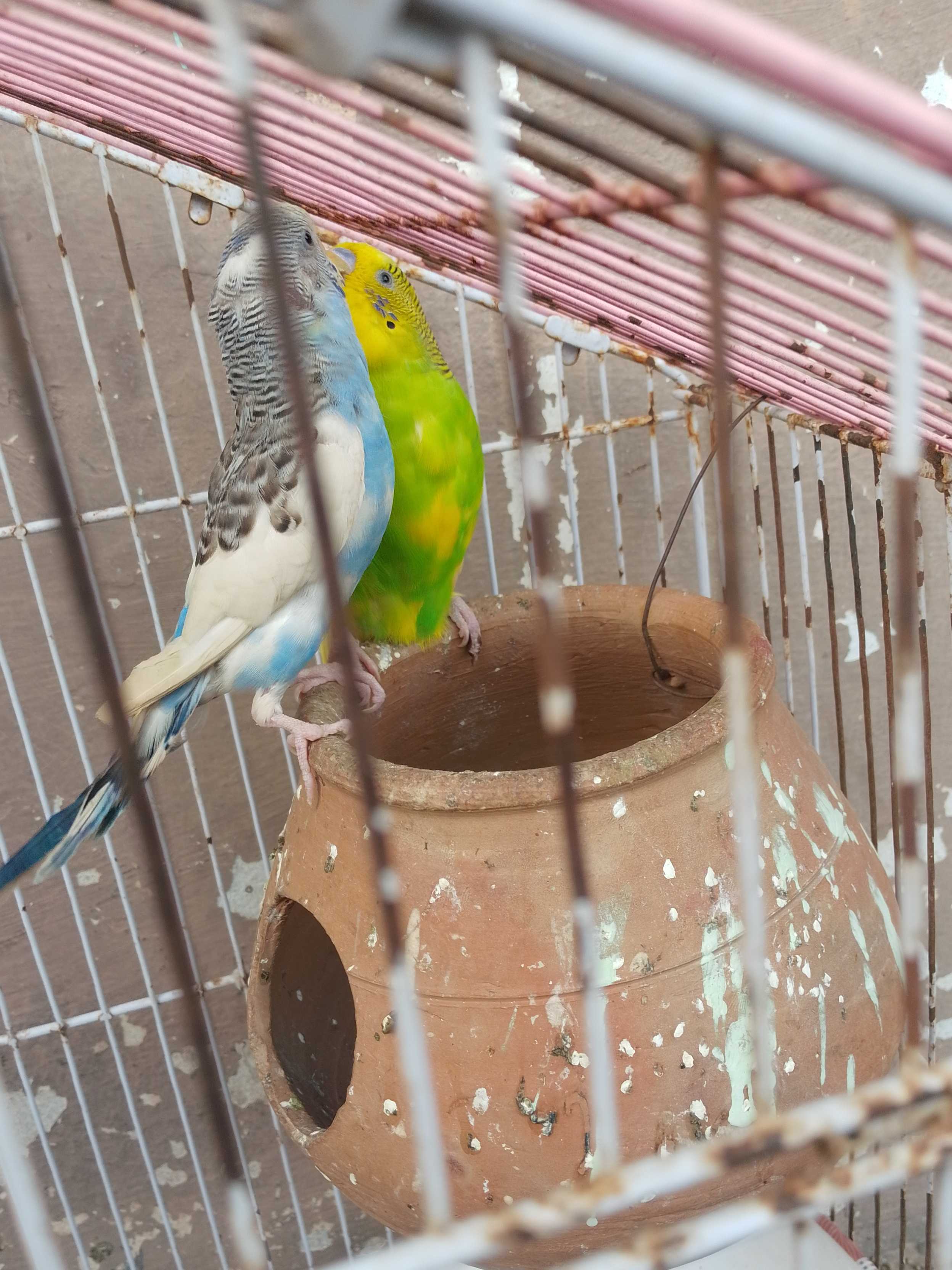 Budgies pair breader
