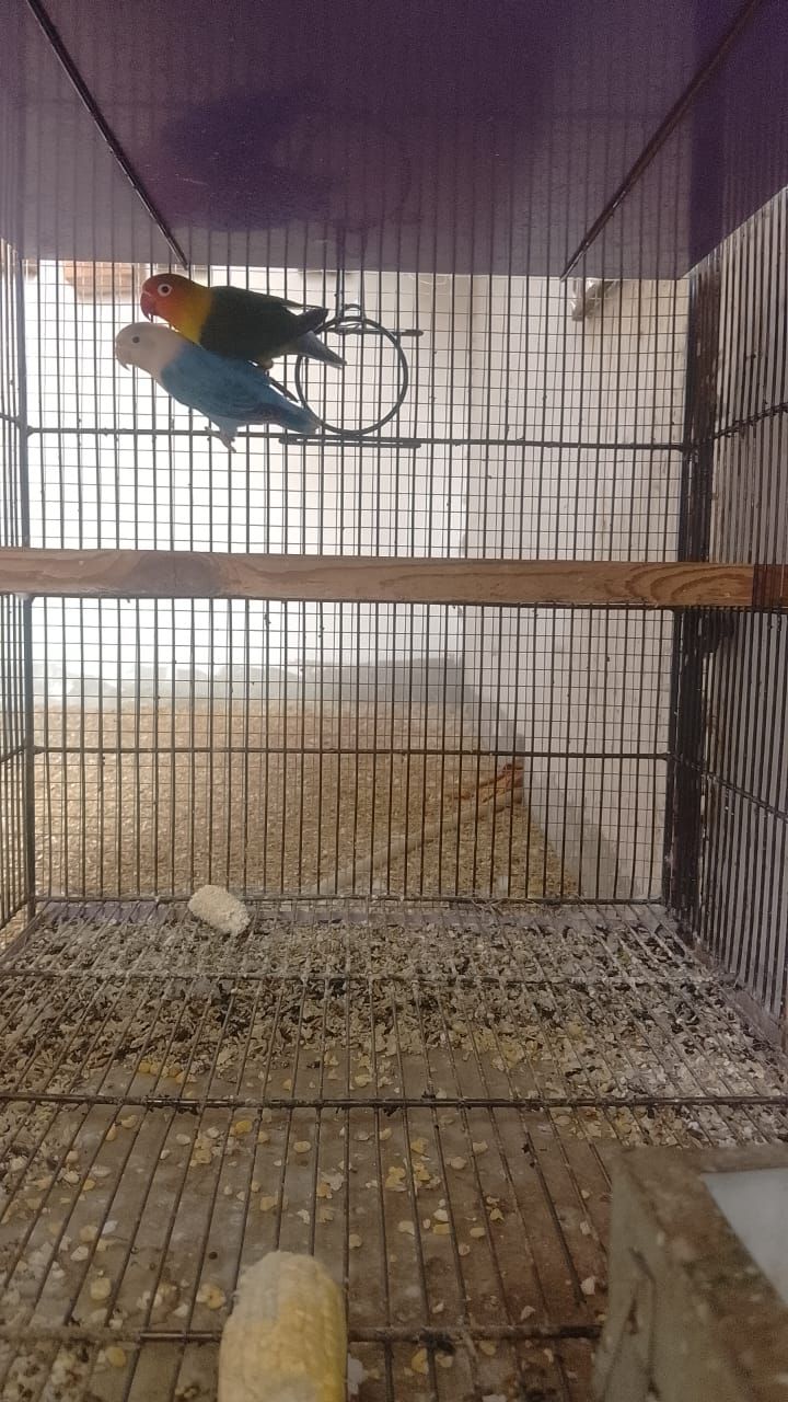 Green palfellow ofline