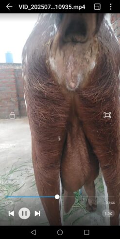 Subhan Ali