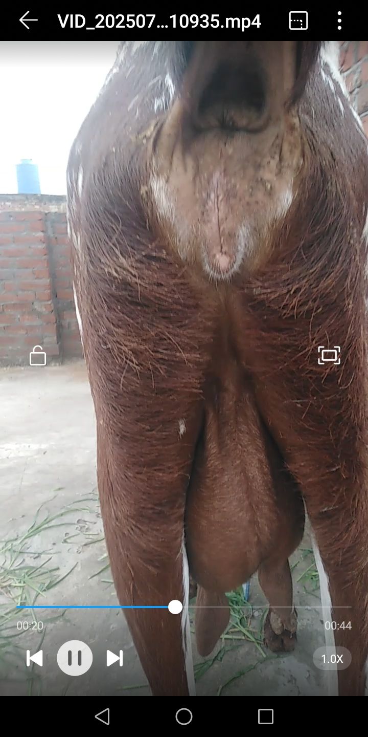 Subhan Ali