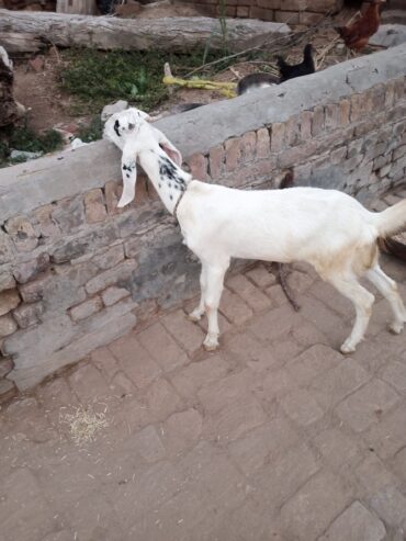 Pahty for sale 03355034314