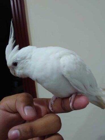 Cocktail hand tammed