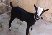Zero size kodu tedy male chamba face