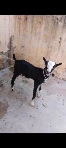 Zero size kodu tedy male chamba face