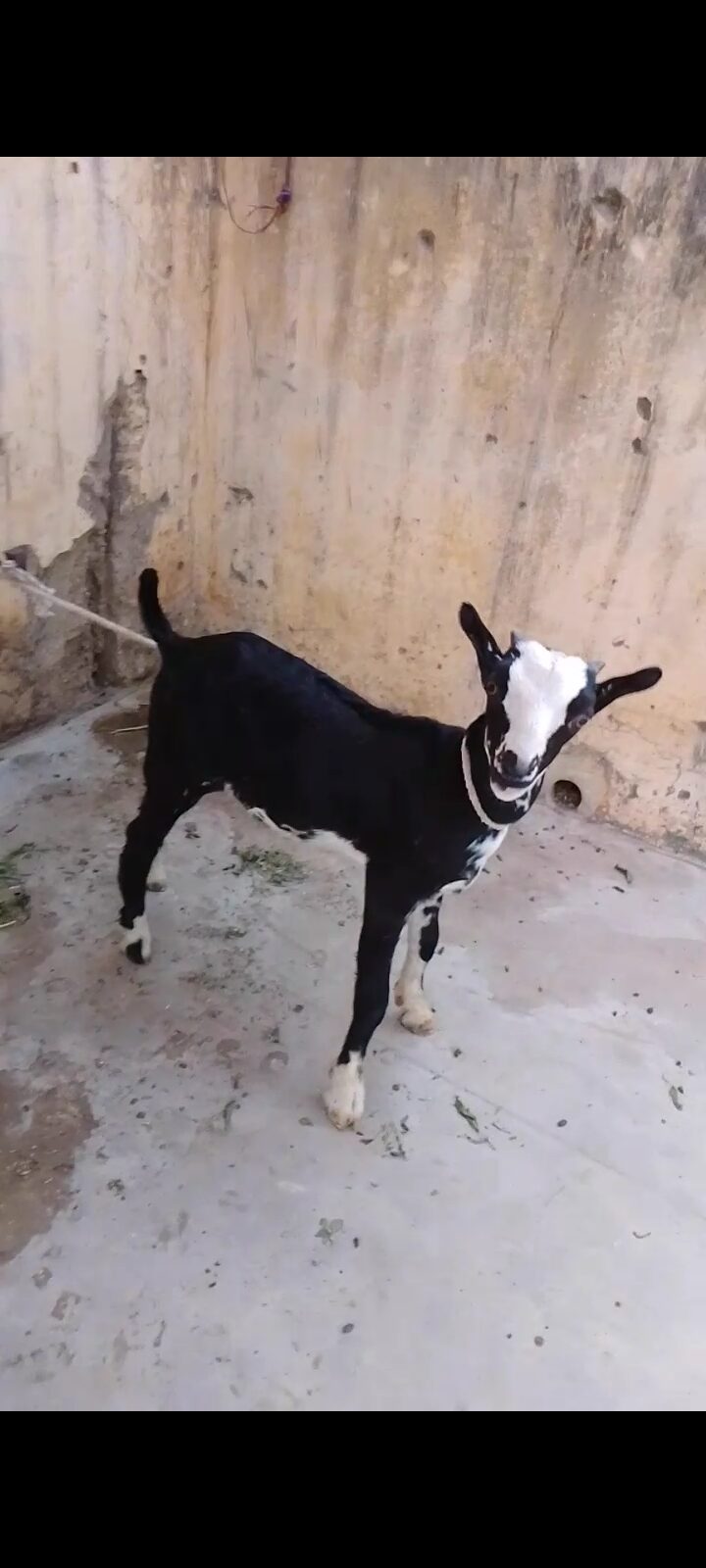 Zero size kodu tedy male chamba face