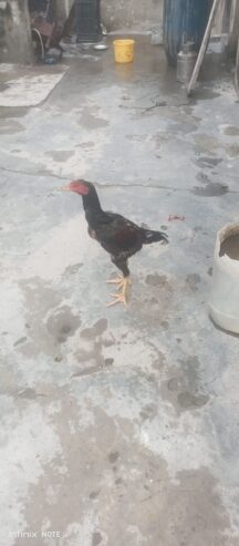 Aseel murga shindi phatta