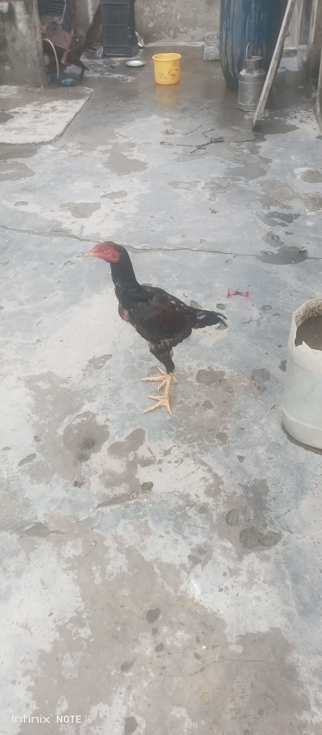 Aseel murga shindi phatta