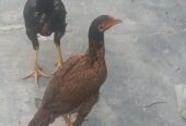Aseel murga shindi phatta pair