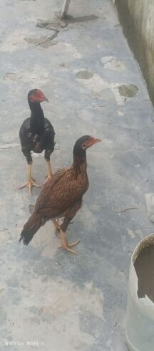 Aseel murga shindi phatta pair