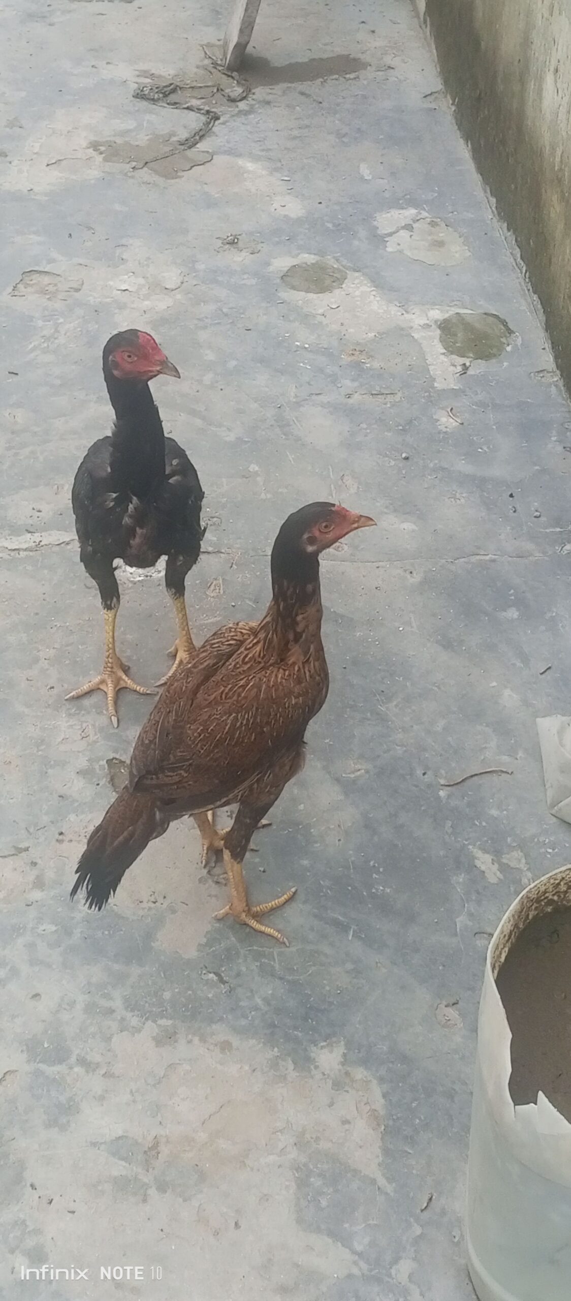 Aseel murga shindi phatta pair
