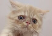 Persian kitten triple coated