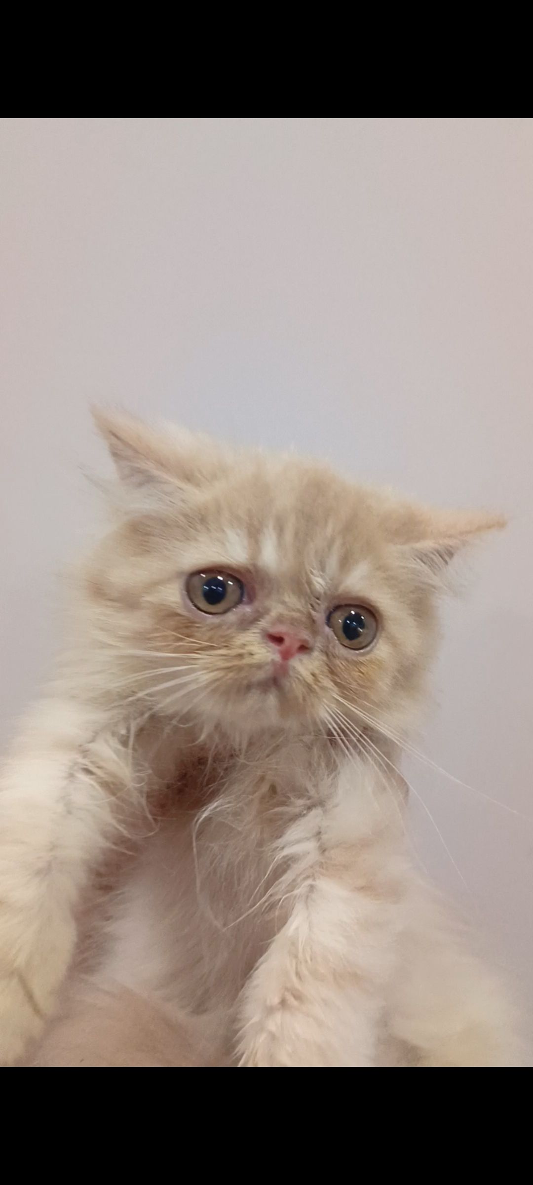 Persian kitten triple coated
