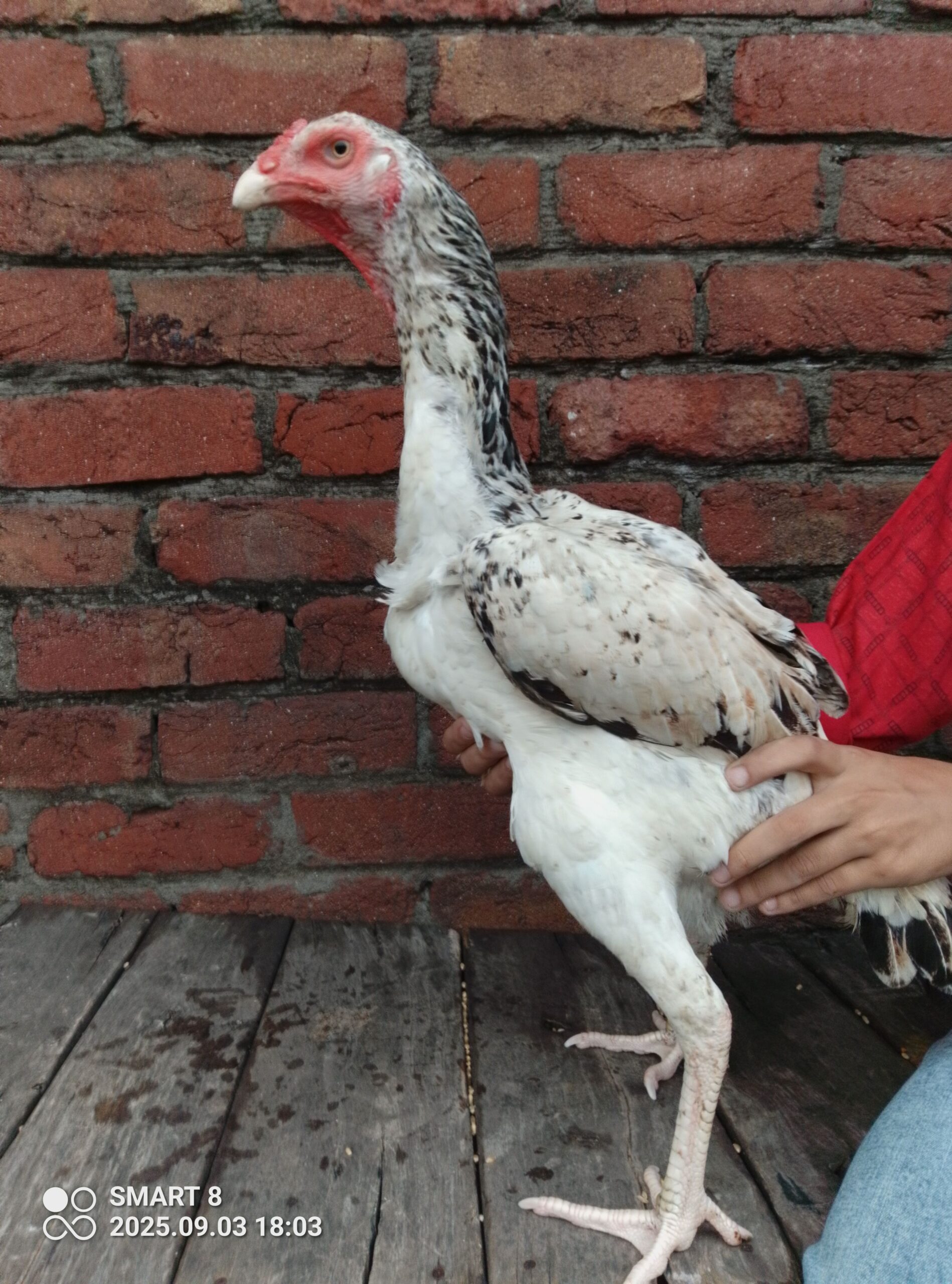 Shamo Aseel
