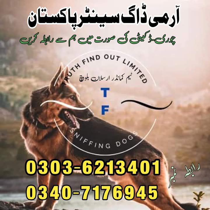 Army Dog in Dadu 03016244888 khoji Dogs Dadu Sindh