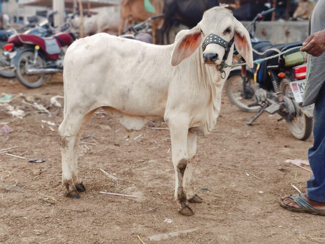 Slugger cross thari bachra