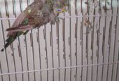 Black Wing Hogoromo