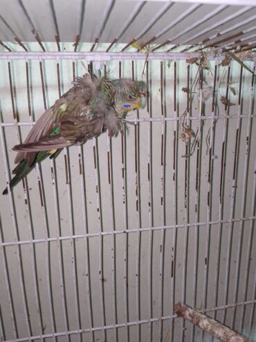 Black Wing Hogoromo
