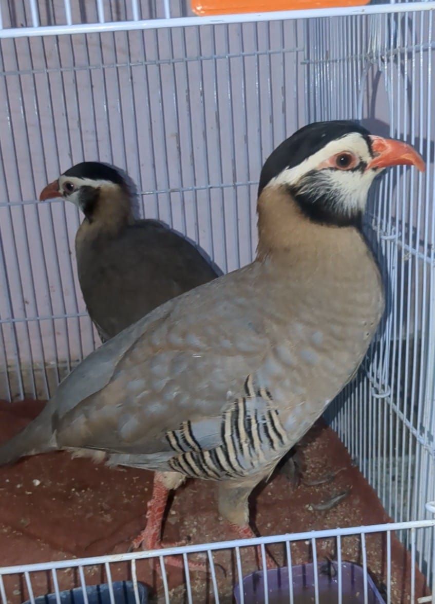 Maskati chakoor